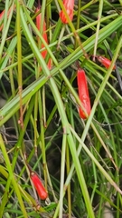 Russelia equisetiformis