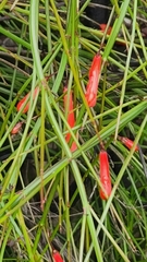 Russelia equisetiformis