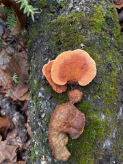 Trametes cinnabarina