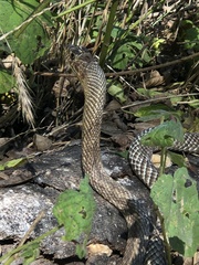 Masticophis flagellum testaceus