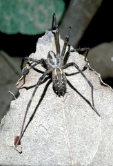 Eratigena inermis