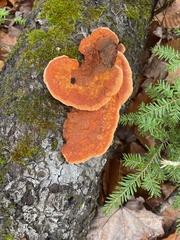 Trametes cinnabarina