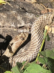 Masticophis flagellum testaceus