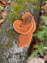 Trametes cinnabarina