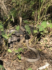 Masticophis flagellum testaceus