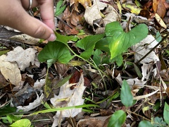 Viola sororia