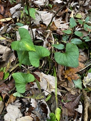 Viola sororia