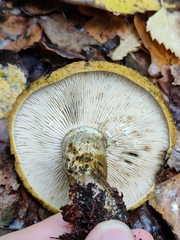 Lactarius turpis