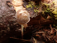 Mycena epipterygia