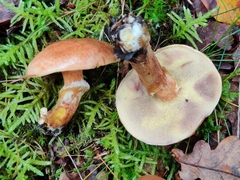 Suillus grevillei