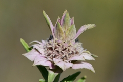 Monarda fruticulosa