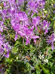 Rhododendron canadense