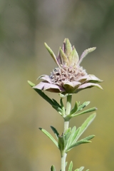 Monarda fruticulosa
