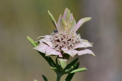 Monarda fruticulosa