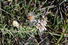 Monarda fruticulosa