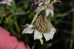 Monarda fruticulosa