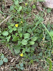Oxalis dillenii