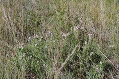 Monarda fruticulosa