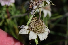 Monarda fruticulosa