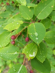 Amelanchier spicata