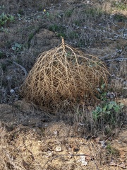 Salsola tragus