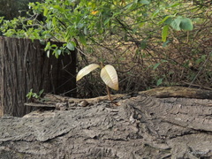 Protorhus longifolia