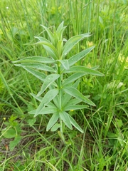 Veronicastrum virginicum