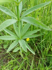 Veronicastrum virginicum