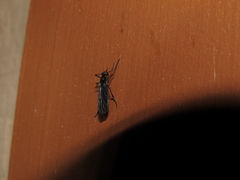 Penthetria heteroptera