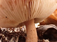 Lepiota cortinarius