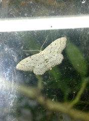 Idaea minuscularia