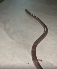 Amphisbaena darwinii