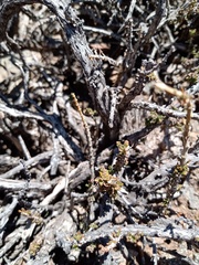 Acantholippia seriphioides