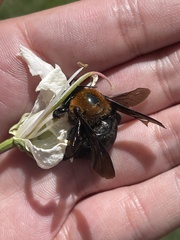 Xylocopa eximia