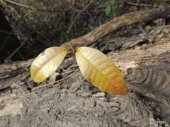 Protorhus longifolia