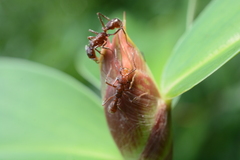 Ectatomma tuberculatum