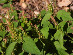 Acalypha phleoides
