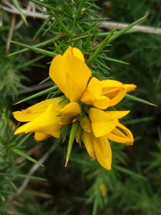 Ulex gallii