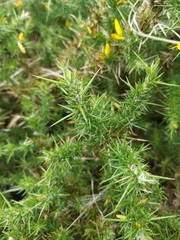Ulex gallii