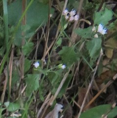 Fleischmannia incarnata