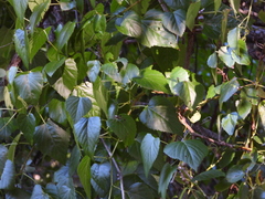 Ampelopsis cordata