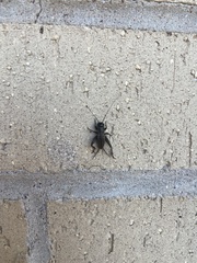 Gryllidae