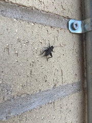 Gryllidae