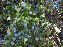 Ampelopsis cordata