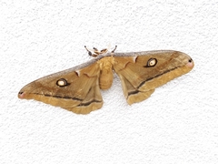 Antheraea oculea