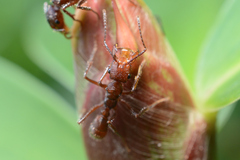 Ectatomma tuberculatum