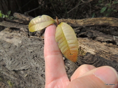 Protorhus longifolia