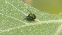 Milichiidae