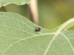 Milichiidae