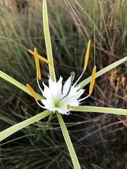 Hymenocallis palmeri